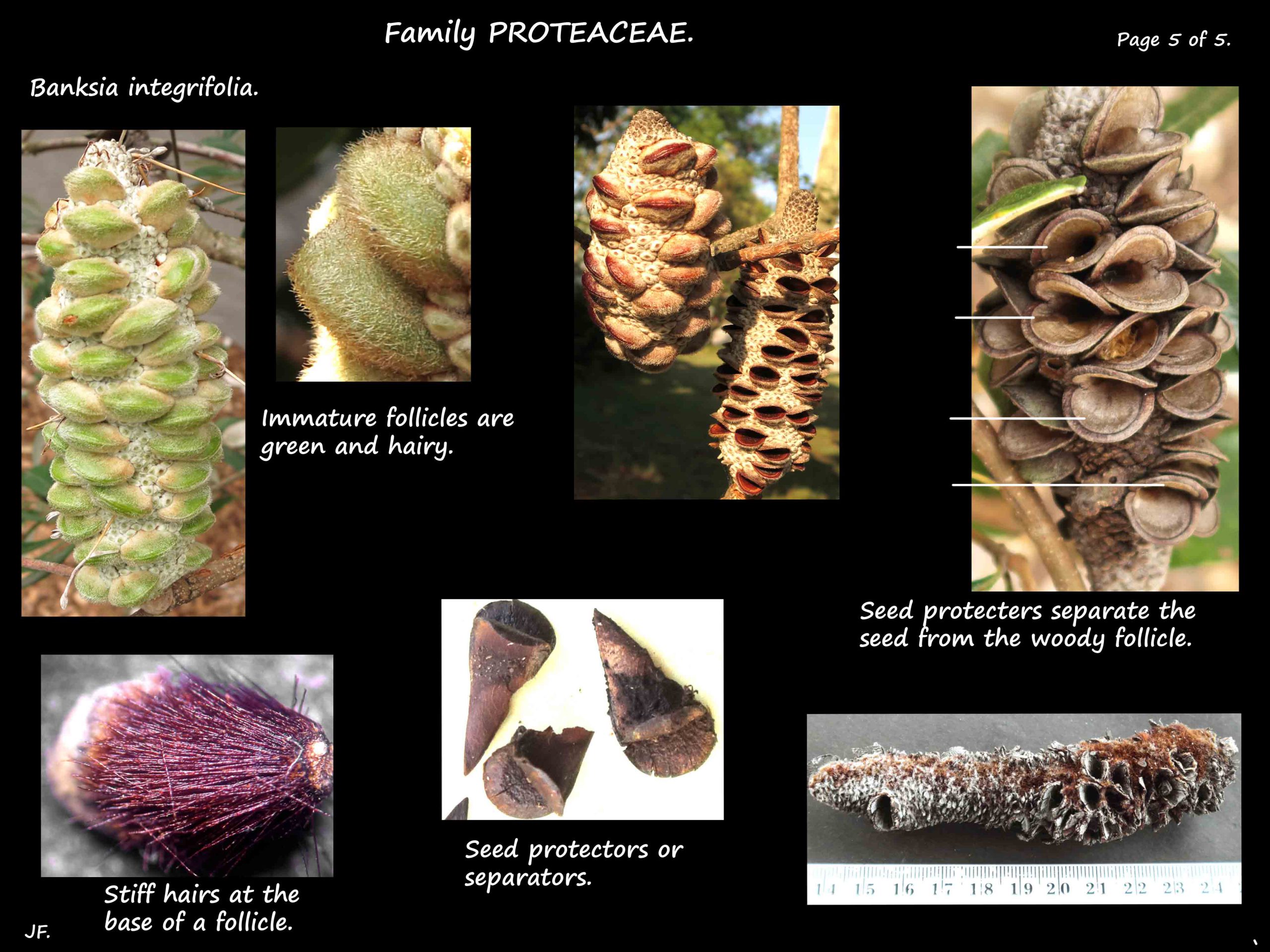 5 Banksia integrifolia follicles